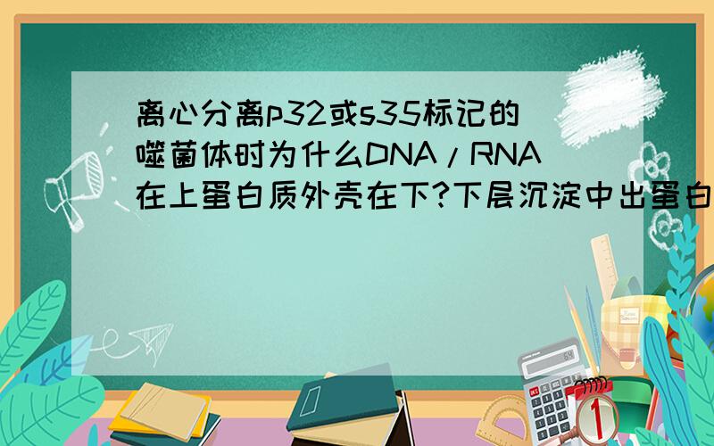 离心分离p32或s35标记的噬菌体时为什么DNA/RNA在上蛋白质外壳在下?下层沉淀中出蛋白质外壳还有细菌吗?下层沉淀中的细菌中应该也有DNA/RNA，如果用P32那上层和下层都能检测到放射性物质吗？