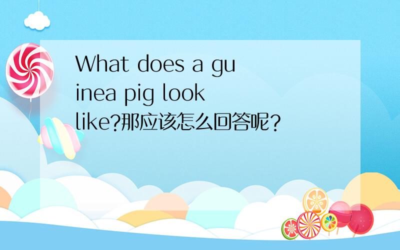 What does a guinea pig look like?那应该怎么回答呢？