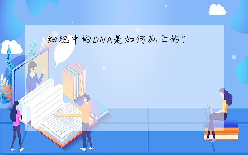 细胞中的DNA是如何死亡的?